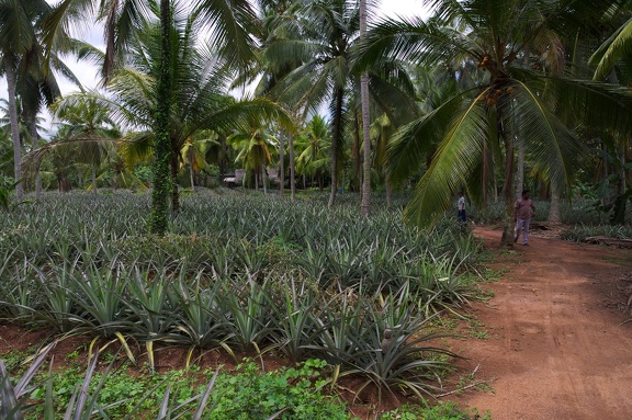 Ananasová farma