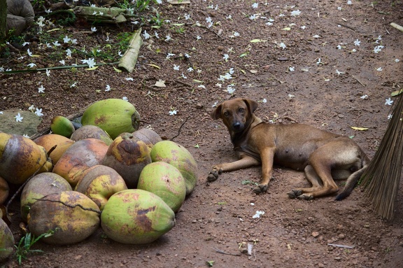 Pes a kopa zelených kokosů
